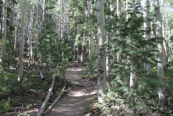 Bristlecone Trail.