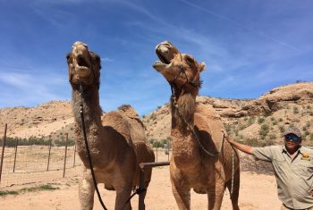 camel safari