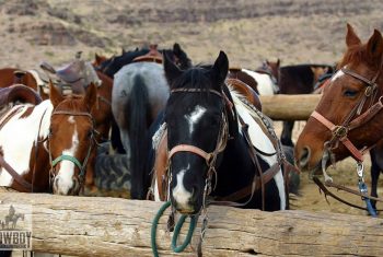 cowboy trails